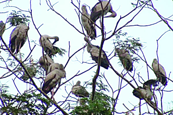 পাখির ডাকে মুখরিত গ্রাম