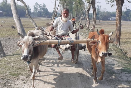 হারিয়ে যাচ্ছে বাঙালির হাজার বছরের ঐতিহ্যবাহী গরুর গাড়ি