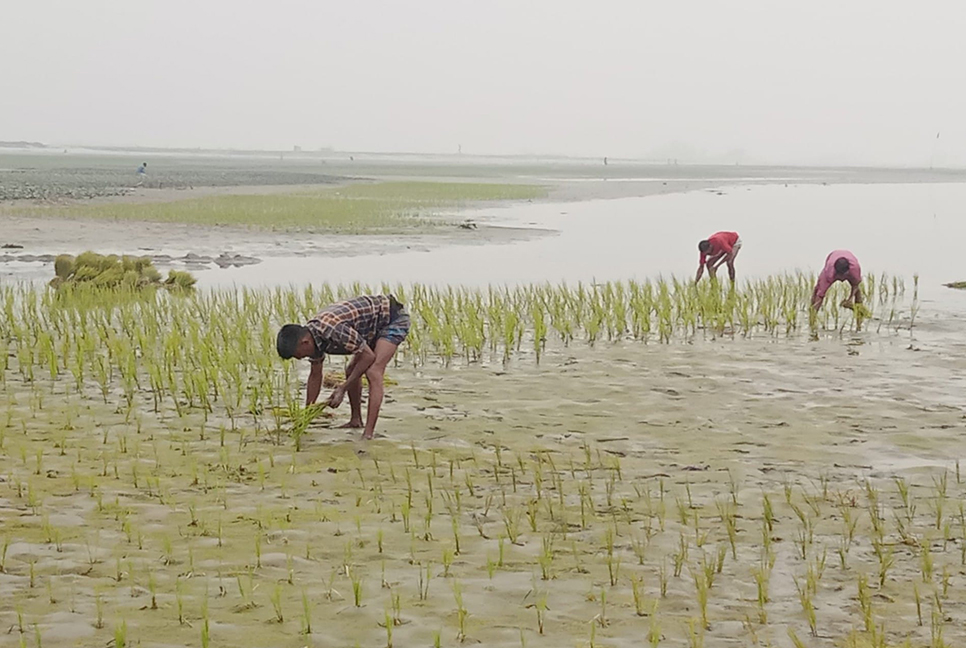 রংপুরে এবার বোরো উৎপাদনে বাড়তি খরচ ৬৫ কোটি টাকা