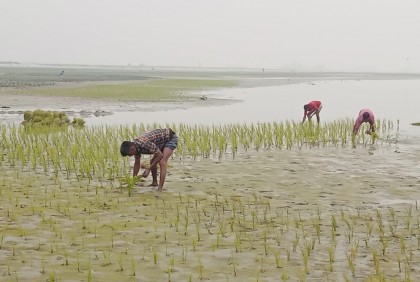 রংপুরে এবার বোরো উৎপাদনে বাড়তি খরচ ৬৫ কোটি টাকা