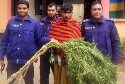 বগুড়ায় গাঁজা গাছসহ গ্রেফতার ৩