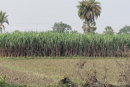 আখ চাষে ঝুঁকছেন বরিশালের কৃষকরা 