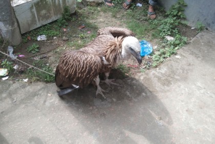 বরগুনায় বিরল প্রজাতির শকুন উদ্ধার, বনবিভাগে হস্তান্তর