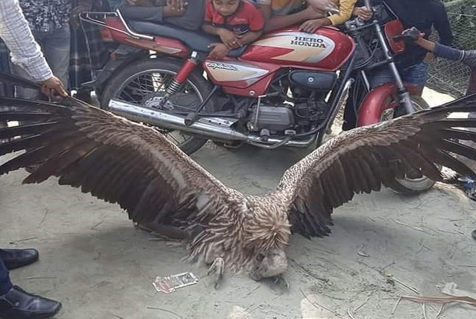 ভোলায় হিমালয়ী গৃধিনী শকুন উদ্ধার