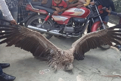 ভোলায় হিমালয়ী গৃধিনী শকুন উদ্ধার