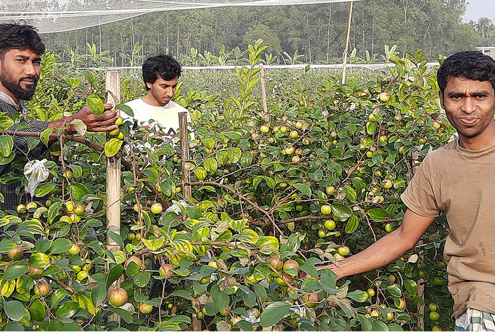 কৃষিতে স্বপ্ন বুনছেন মানিকগঞ্জের যুবকরা
