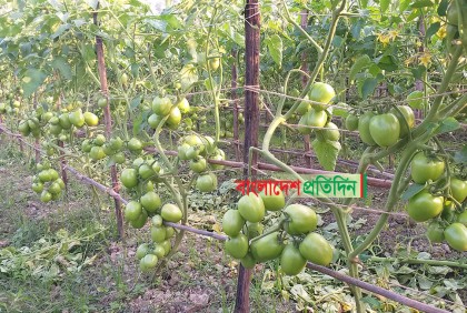 কালিয়াকৈরে টমেটোর বাম্পার ফলন