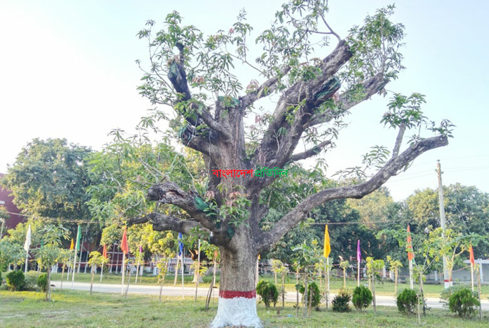 চাঁপাইনবাবগঞ্জে এক গাছে মিলবে ২০০ জাতের আম