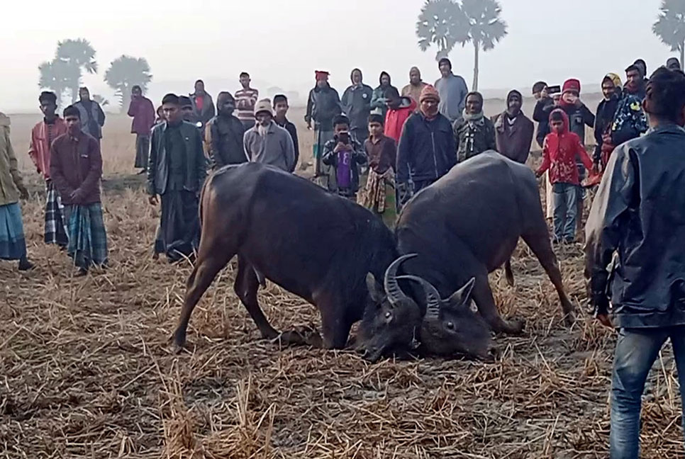 কলাপাড়ায় ঐতিহ্যবাহী মহিষ লড়াই