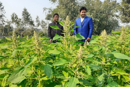 নীলফামারীতে চাষ হচ্ছে নতুন ফসল ‘কিনোয়া’
