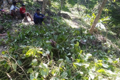 ৪০০ পানগাছ নষ্ট করল দুর্বৃত্তরা