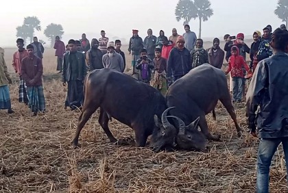 কলাপাড়ায় ঐতিহ্যবাহী মহিষ লড়াই