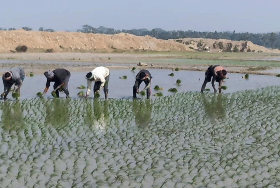 বোরো চাষে ব্যস্ত চাঁপাইনবাবগঞ্জের কৃষক