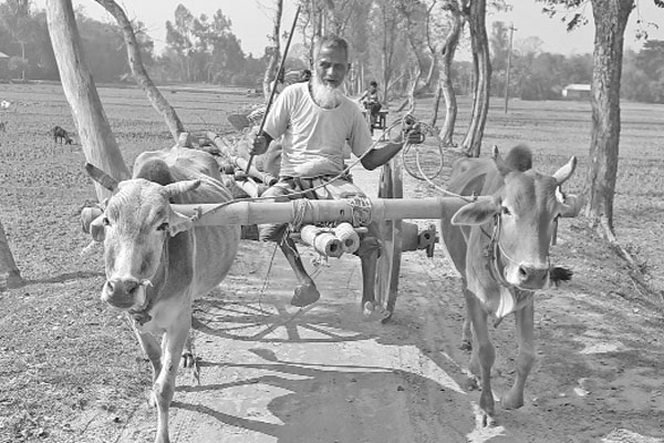 হারিয়ে যাচ্ছে হাজার বছরের ঐতিহ্য গরুর গাড়ি
