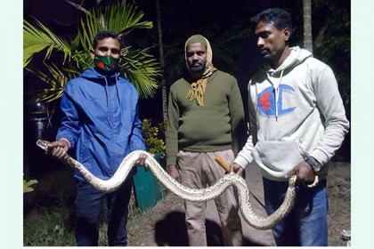 পুকুর থেকে সুন্দরবনে ফিরে গেল অজগর