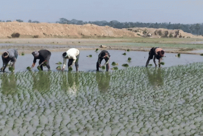 বোরো চাষে ব্যস্ত চাঁপাইনবাবগঞ্জের কৃষক
