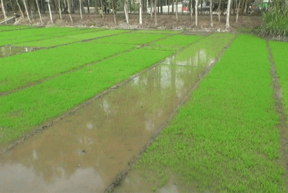 কুয়াশা ও ঠাণ্ডায় কুড়িগ্রামে বীজতলার ক্ষতির আশঙ্কা