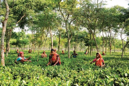 দেশে করোনাকালেও রেকর্ড চা উৎপাদন