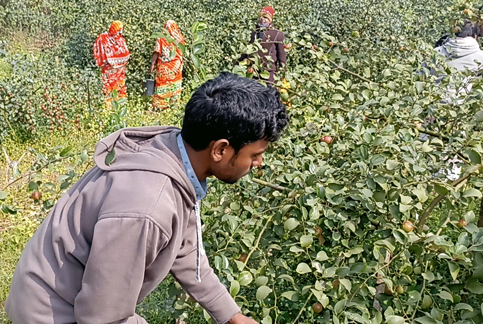 চাঁপাইনবাবগঞ্জে বরই ফলন ভালো না হওয়ায় হতাশ চাষিরা 
