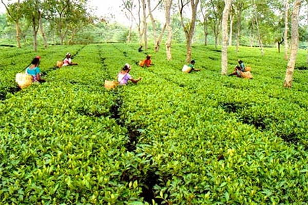 দেশে ২০২১ সালে রেকর্ড চা উৎপাদন