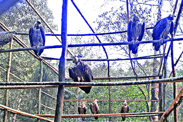 বিরল প্রজাতির ১৮ শকুন অবমুক্তির অপেক্ষায়