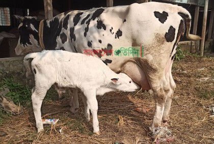 ২ মণ ওজনের ষাঁড় বাছুরের জন্ম