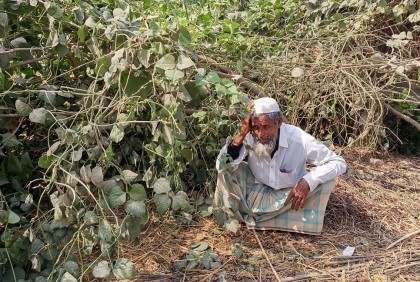 চকরিয়ায় মহিলা মেম্বারের বিরুদ্ধে সবজি ক্ষেত নষ্টের অভিযোগ