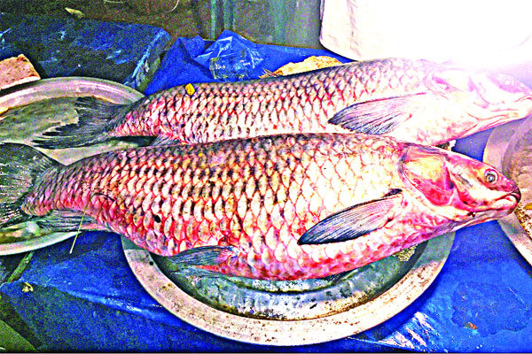 ১৫ হাজার টাকায় বিক্রি দুই মহাশোল