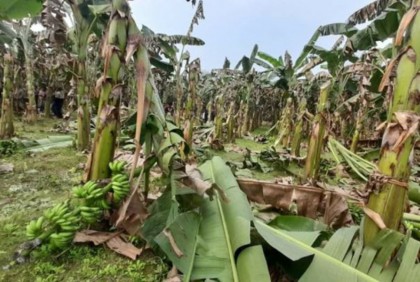 এক রাতেই ৫ হাজার ৮৩২টি গাছ কর্তন করলো দুর্বৃত্তরা