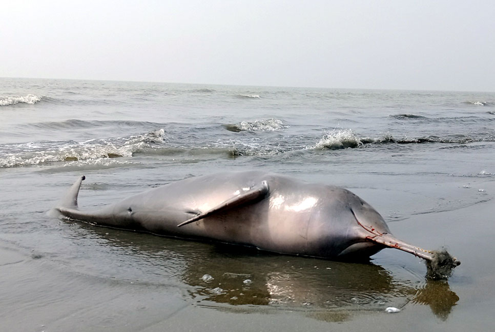 কুয়াকাটা সৈকতে আবারও ভেসে এলো মৃত ডলফিন