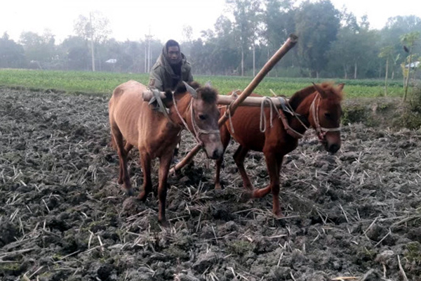 ঠাকুরগাঁওয়ে ঘোড়া দিয়ে জমি চাষ
