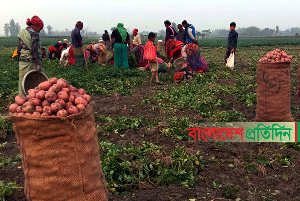 লাভের আশায় আগাম আলু চাষ, দাম না পেয়ে চাষিরা হতাশ