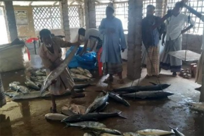 টেকনাফে জালে ধরা পড়ল ২১০টি সুরমা মাছ