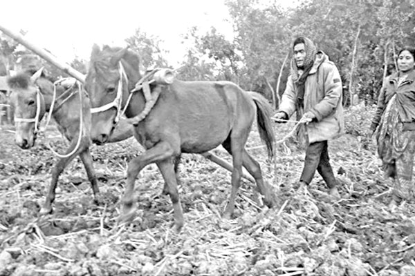 ঘোড়া দিয়ে জমি চাষ