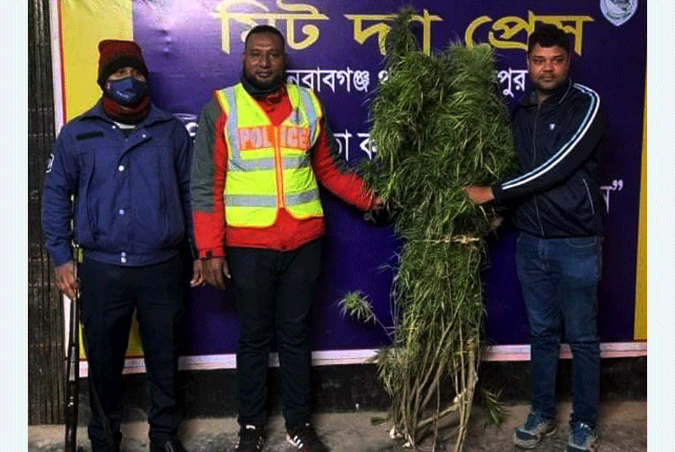নবাবগঞ্জে গাঁজার গাছ উদ্ধার  