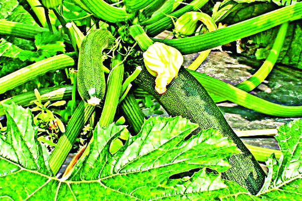 ফেনীতে মধ্যপ্রাচ্যের সবজি স্কোয়াশ চাষ