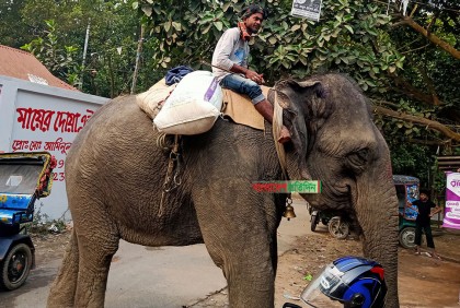 কালিয়াকৈরে হাতি দিয়ে টাকা আদায়!