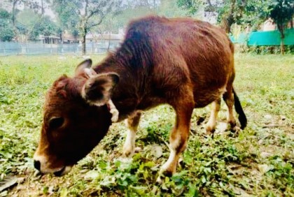 রানির পর সাভারের ‘চারু’ বিশ্বের ক্ষুদ্রতম গরু