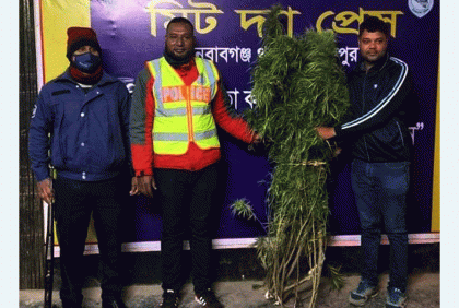 নবাবগঞ্জে গাঁজার গাছ উদ্ধার  