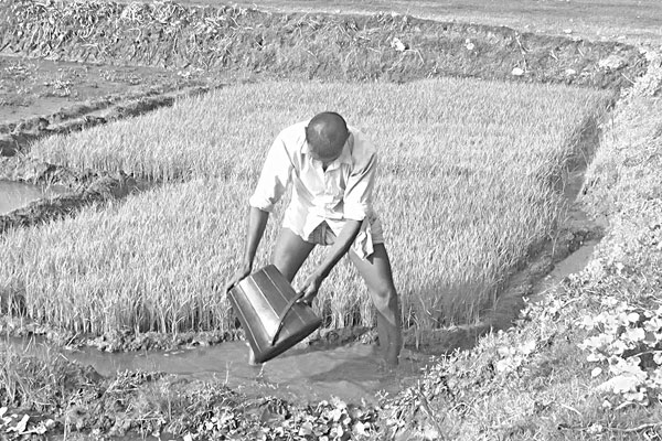 কুড়িগ্রামে ডিজেল ও সারের দাম বৃদ্ধি বোরো চাষ নিয়ে দুশ্চিন্তায় কৃষক
