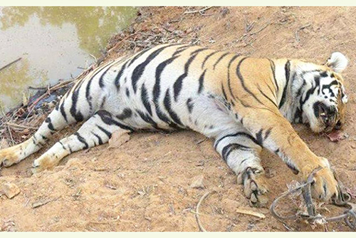 সুন্দরবন থেকে মৃত বাঘ উদ্ধার, মৃত্যুর কারণ জানতে হবে ময়না তদন্ত