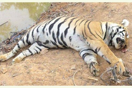 সুন্দরবন থেকে মৃত বাঘ উদ্ধার, মৃত্যুর কারণ জানতে হবে ময়না তদন্ত