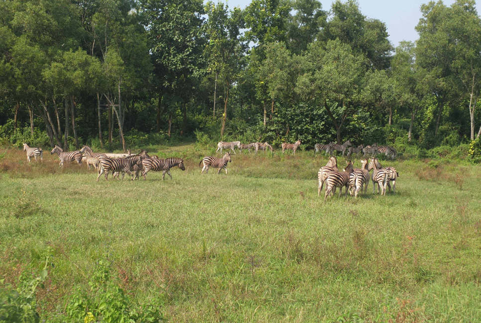 সাফারি পার্কে আবারও জেব্রার মৃত্যু