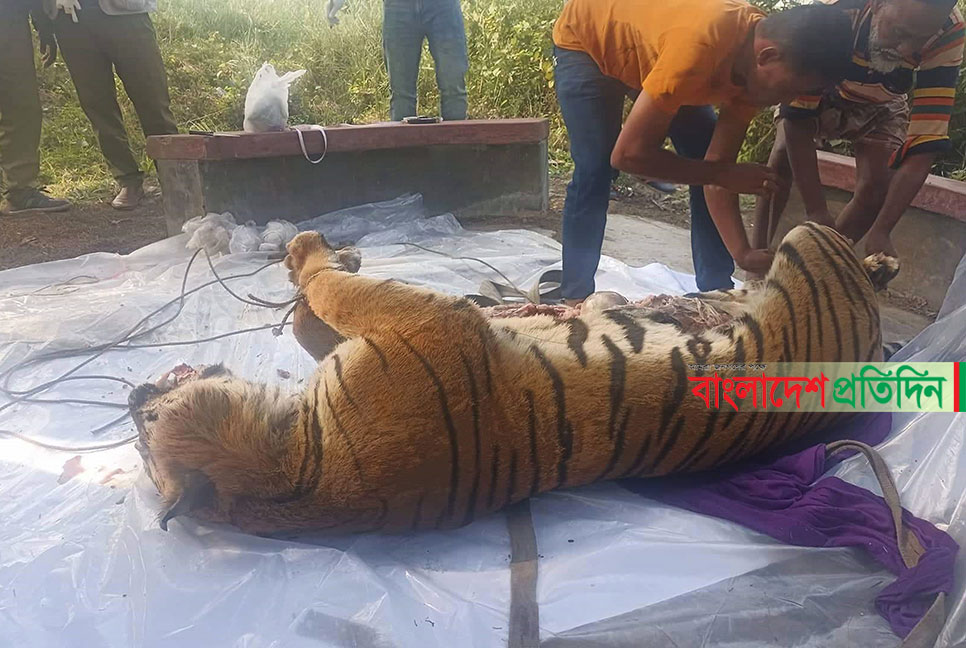 সুন্দরবন থেকে উদ্ধার মৃত বাঘের ময়নাতদন্ত সম্পন্ন