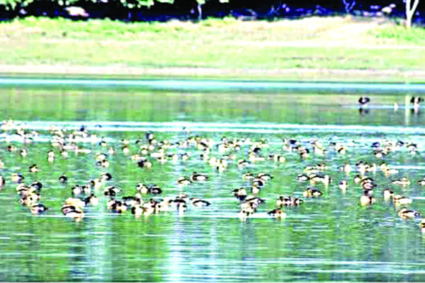 অতিথি পাখিতে মুখর রামরাই দিঘি