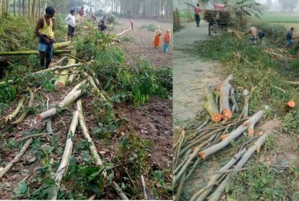 পাউবোর গাছ কেটে নিলেন আওয়ামী লীগ নেতা