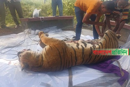 সুন্দরবন থেকে উদ্ধার মৃত বাঘের ময়নাতদন্ত সম্পন্ন