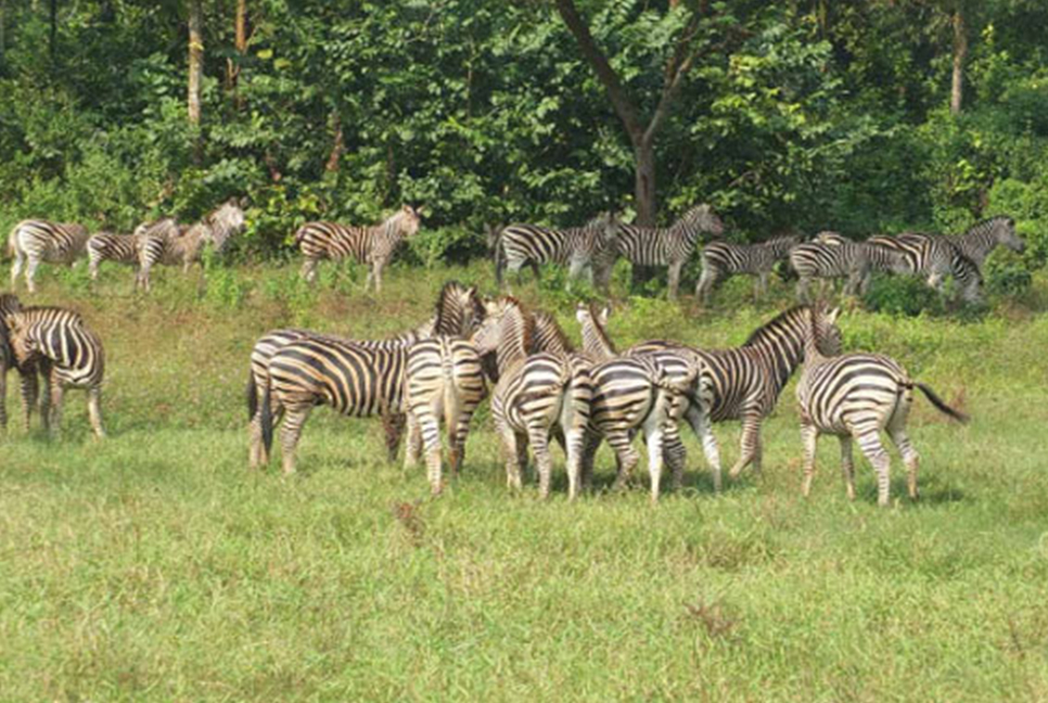 সাফারি পার্কের অসুস্থ জেব্রাটিও মারা গেল