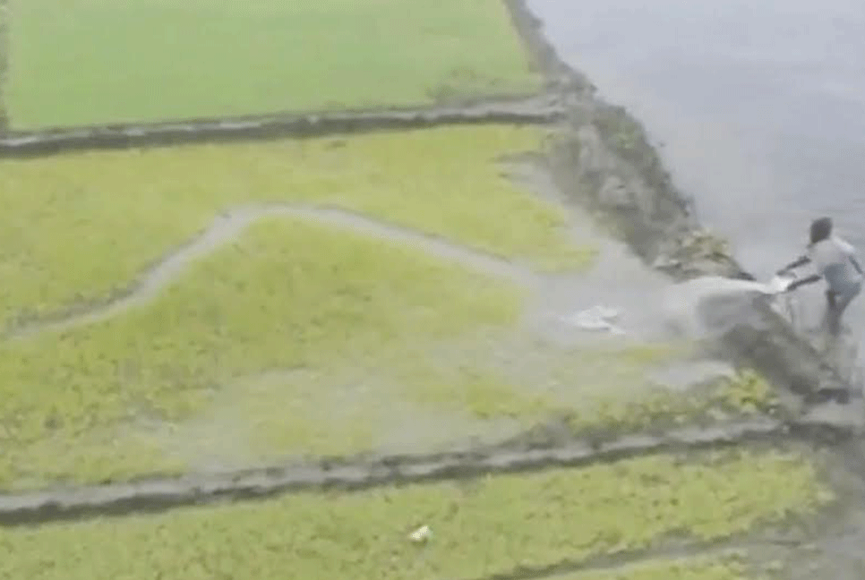 কুড়িগ্রামে কুয়াশায় বীজতলা নষ্টের আশঙ্কা