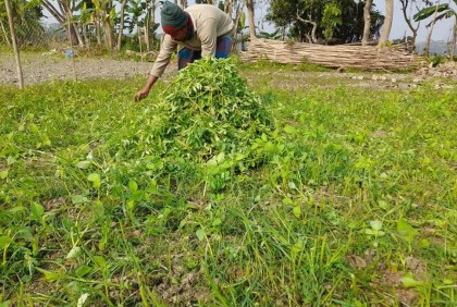 টমেটো চারার সাথে এ কেমন শত্রুতা